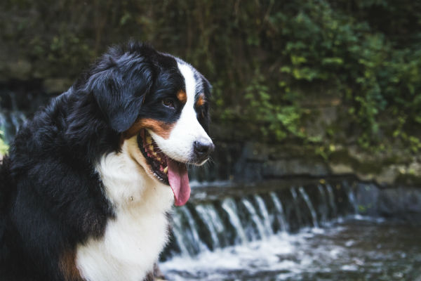 Bernese - Raças de Cães, Informações sobre Cães da Raça Bernese