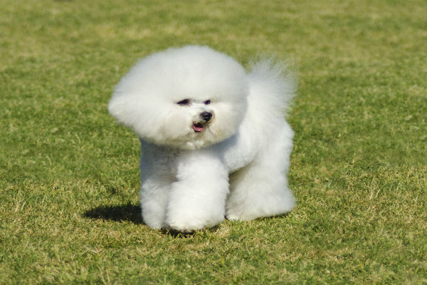 Cachorro Bichon Frisé em um jardim