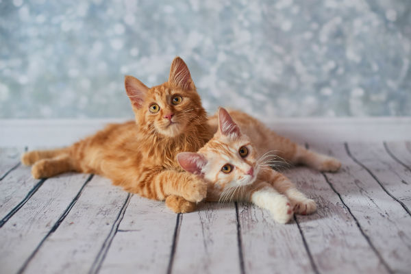 Cinco motivos para ter um bobtail americano