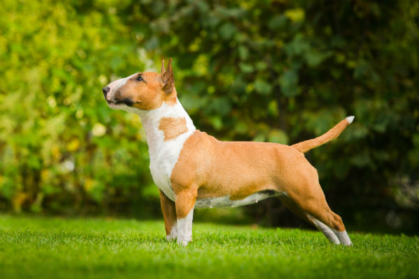 Bull terrier Baio e Branco em um jardim