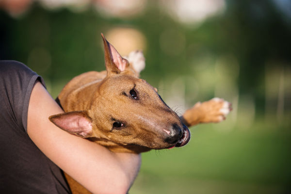 Bull terrier Baio Sólido no colo de uma mulher