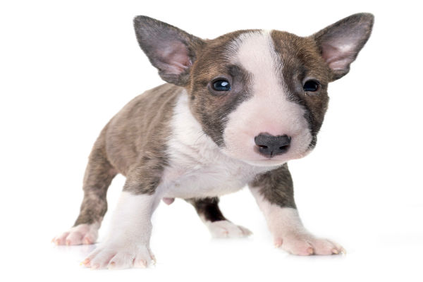Bull terrier filhote