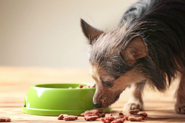 Apetite estranho em animais de estimação