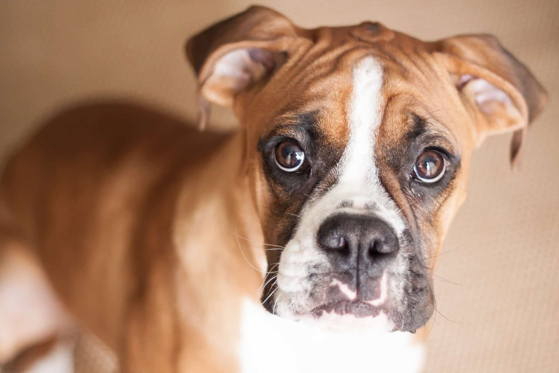 Conjuntivite canina: o que é, sintomas e tratamento