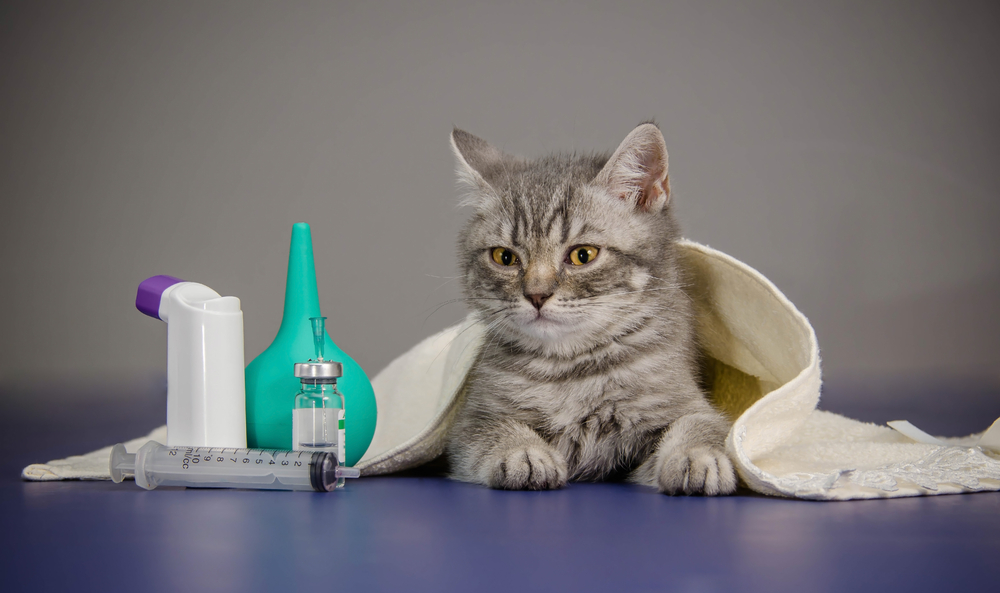 A importância da castração de cães e gatos