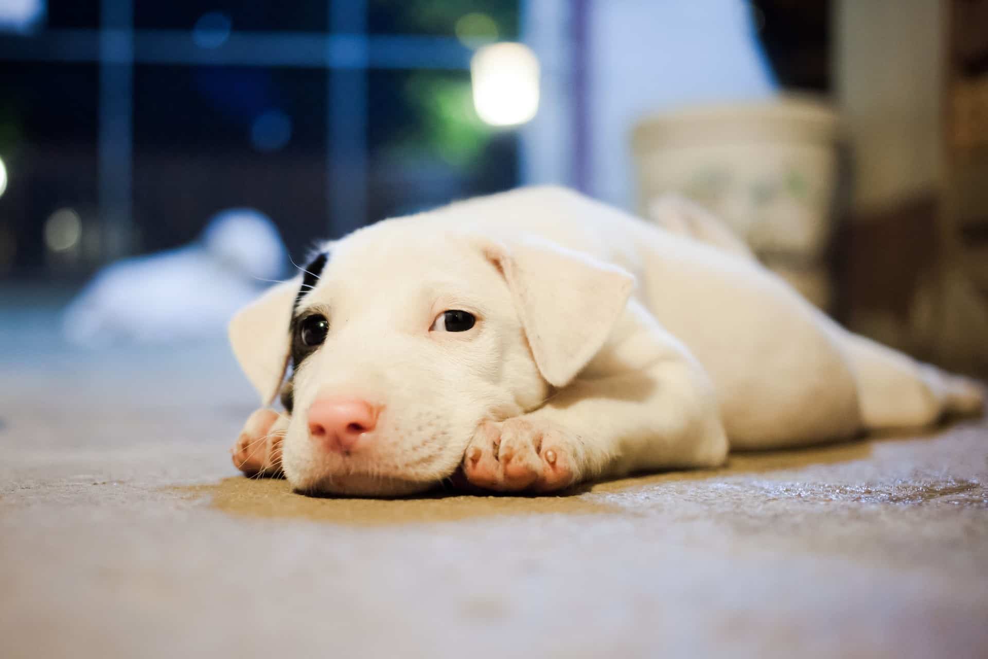 Epilepsia canina: o que é, sintomas e tratamento