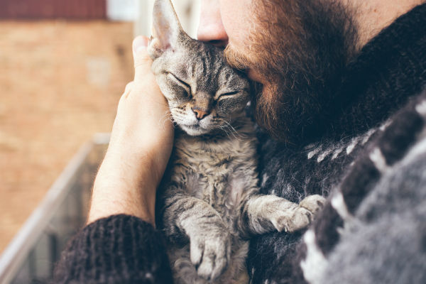 Como educar o seu gato adulto