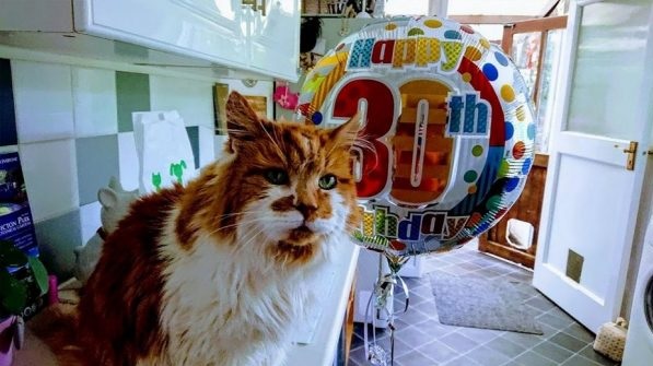 Gato mais velho do mundo