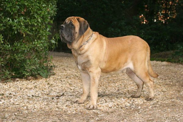 Cachorro gigante: conheça as maiores raças de cães