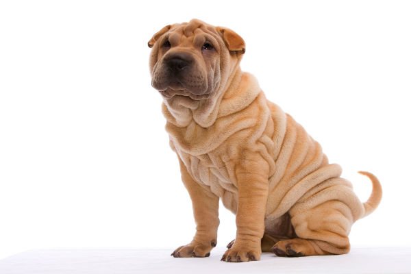 Sharpei cor abricó