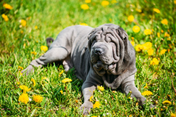 Sharpei azul deitado em um gramado