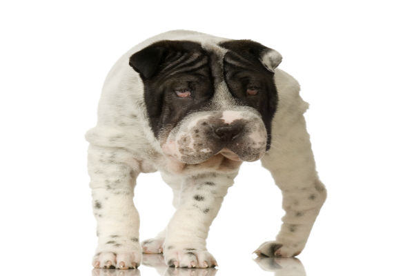 Sharpei Flowered