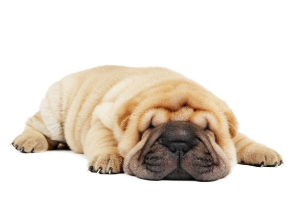 Sharpei creme deitado