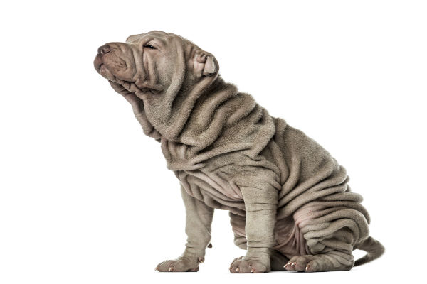 Sharpei Lilás