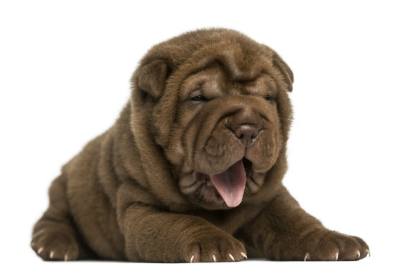filhote de Sharpei marrom