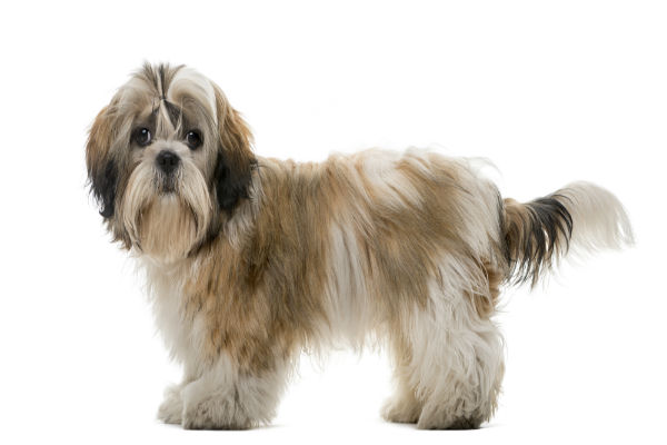 Shih tzu posando para a câmera