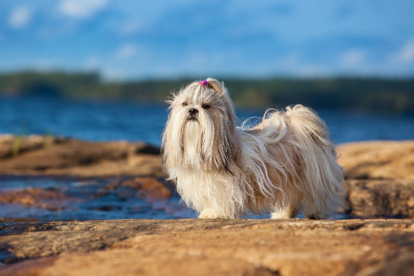 Shih tzu na praia