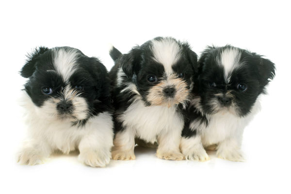 As cores do Shih tzu