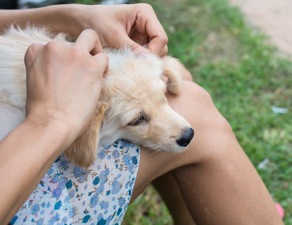 Mulher procurando carrapatos em seu cachorro