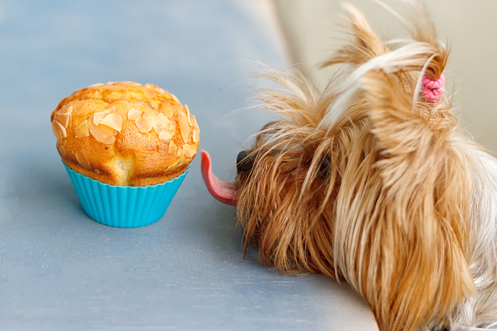 Diabetes em cães