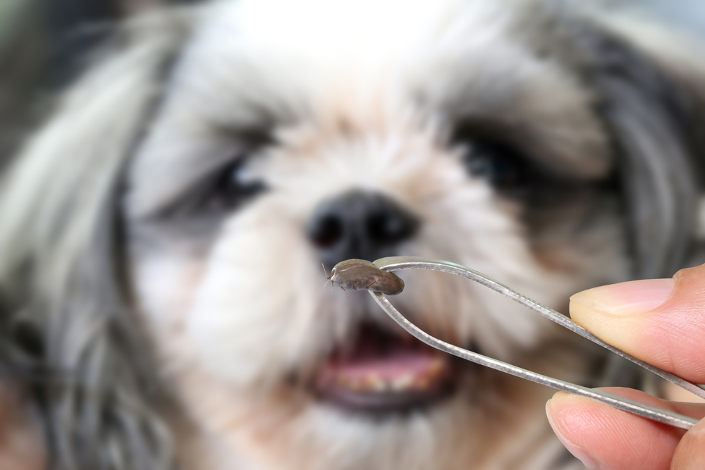 Tipos de carrapatos e como prevenir os pets