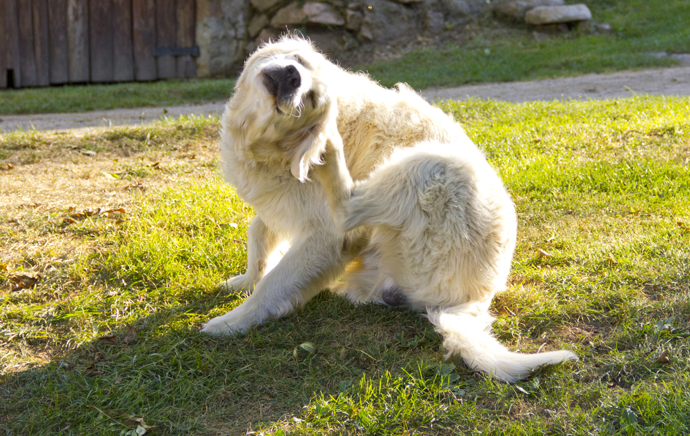 Cachorro se coçando