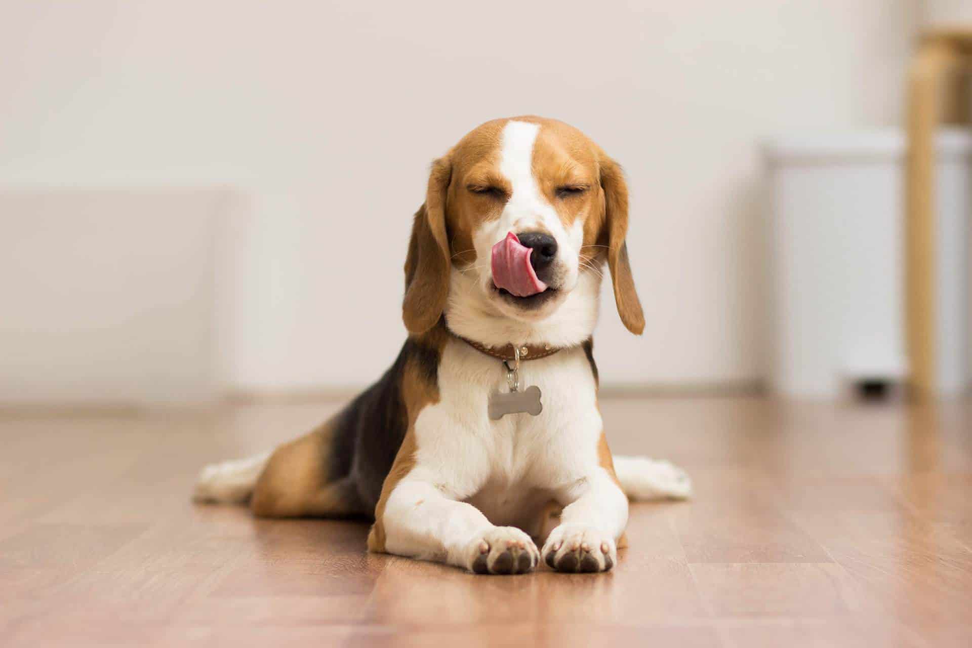 Tudo sobre alimentação natural para cães
