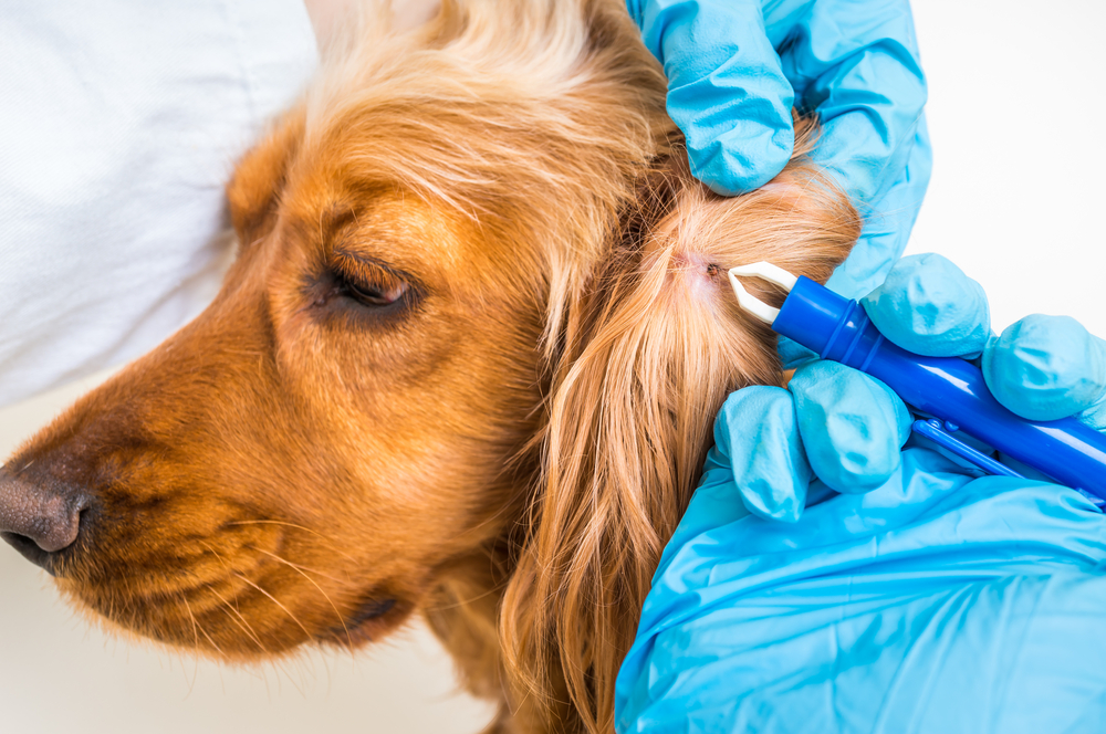 Médico veterinário retirando carrapato de um cachorro