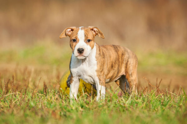 Como é ter um american staffordshire terrier