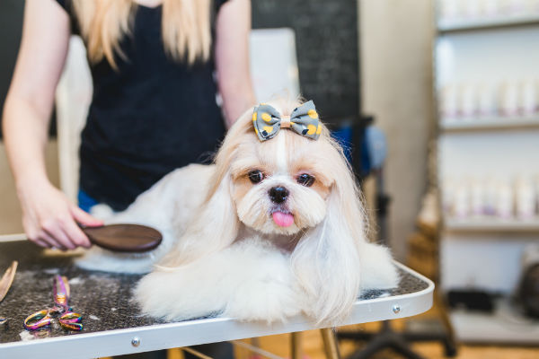 Shih tzu sendo escovado