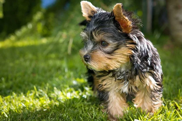 Filhote de Yorkshire terrier