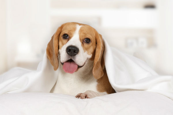 Beagle deitado e coberto
