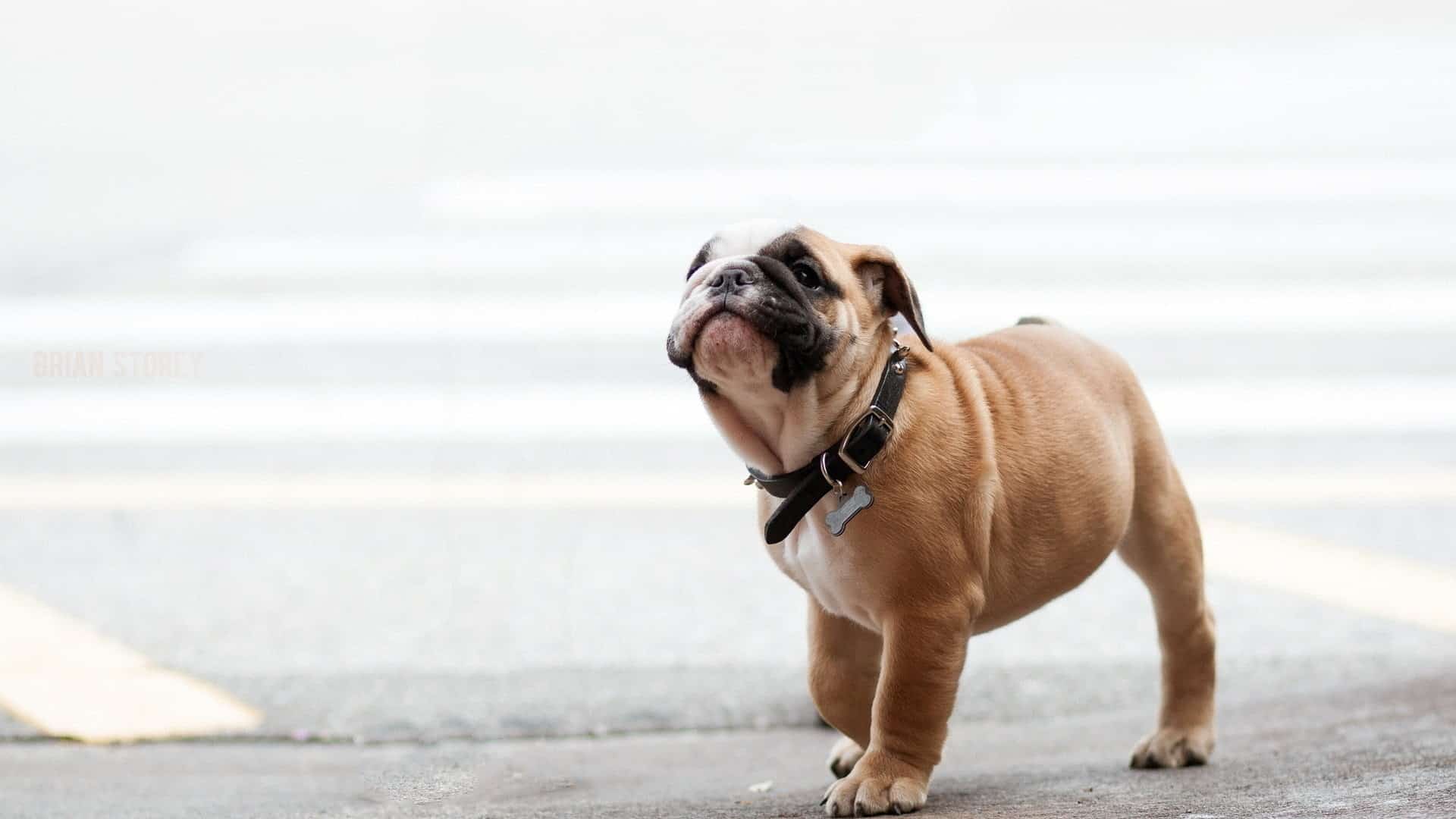 Cachorro ofegante: saiba o que fazer para ajudar