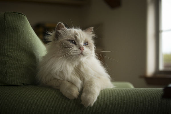 Cardiomiopatia hipertrófica felina