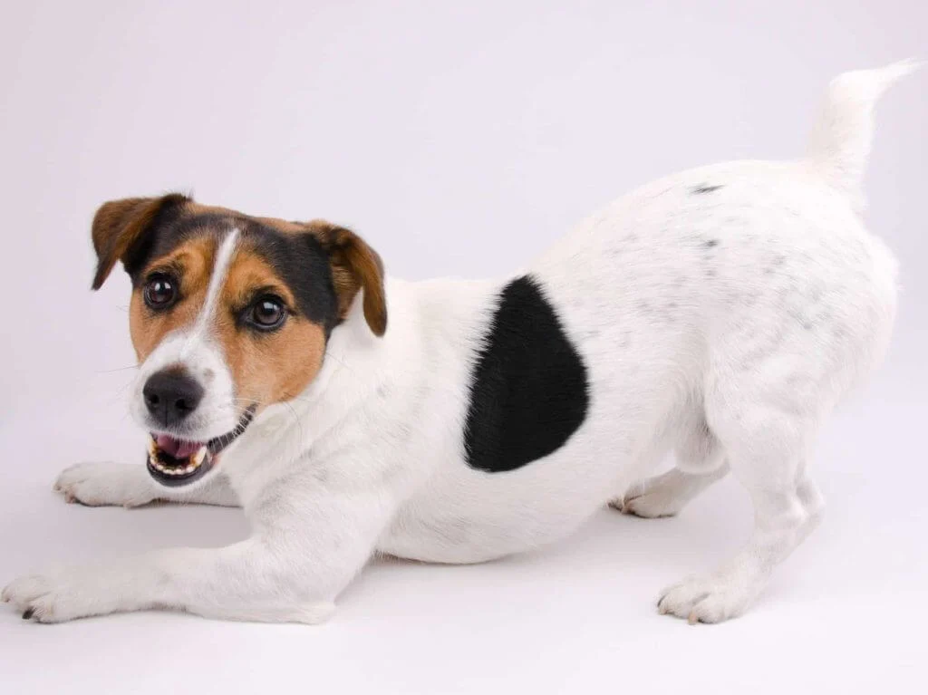 Jack russell terrier