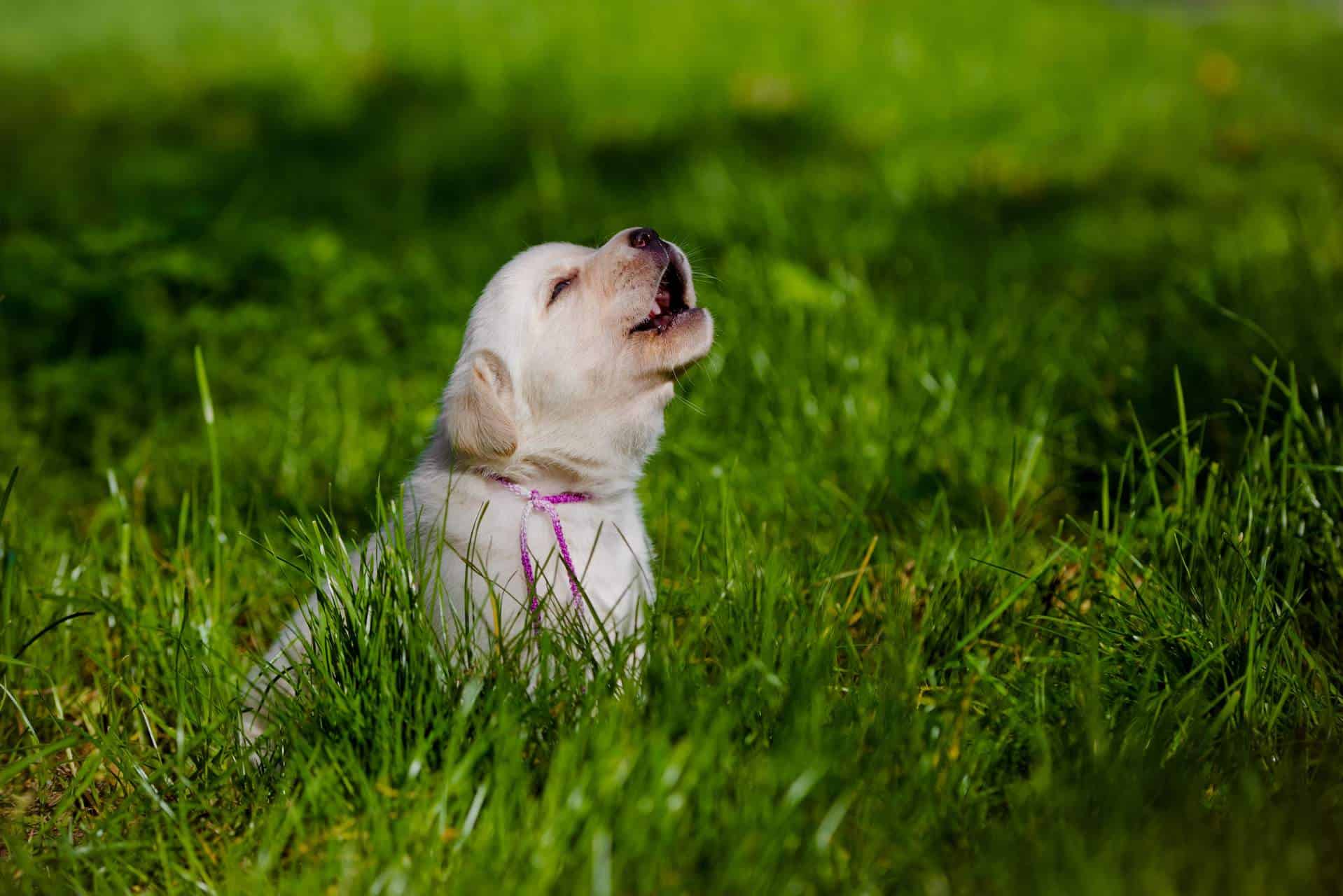 Por que o cachorro uiva?