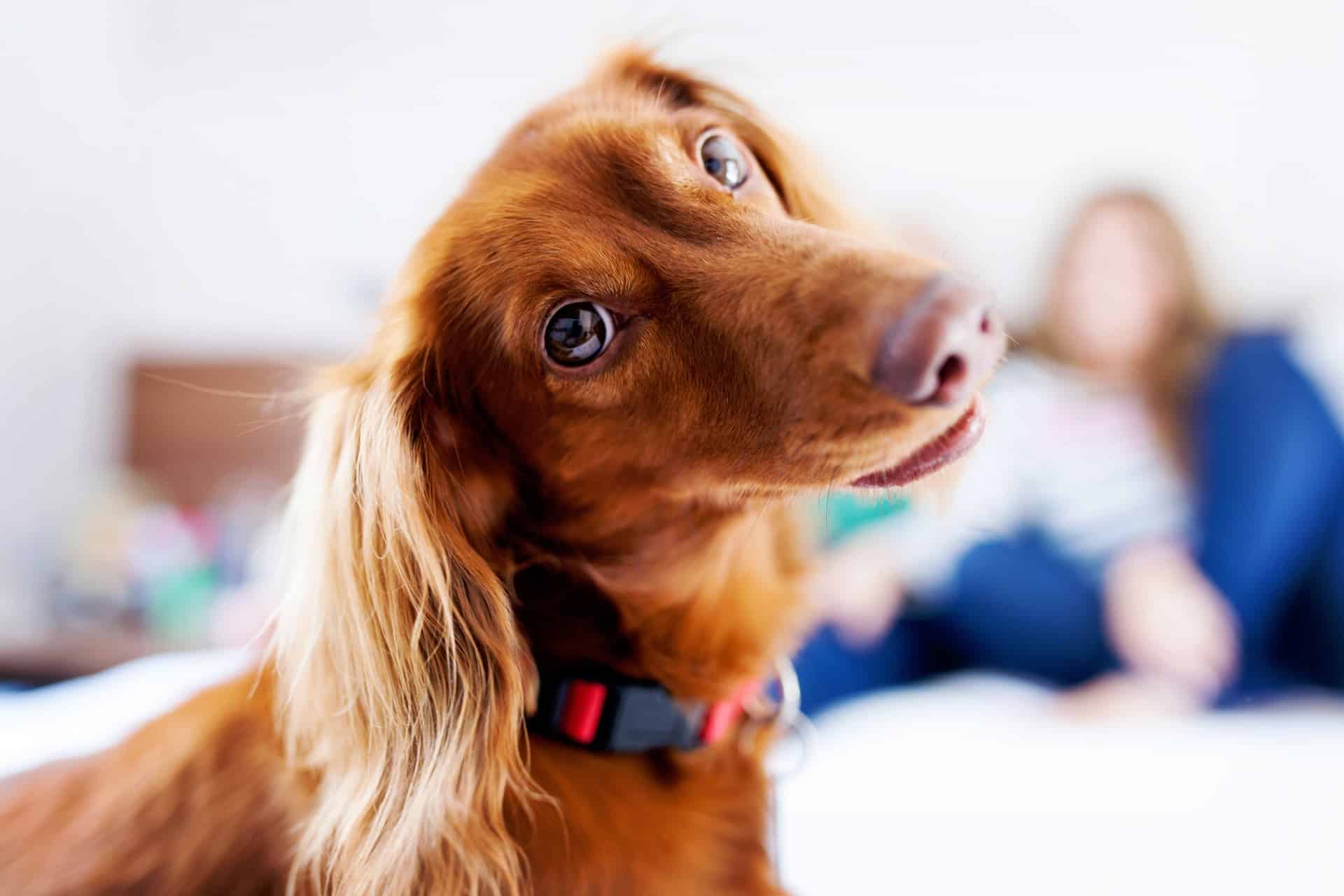 Gravidez psicológica em cães: o que é, sintomas e tratamento