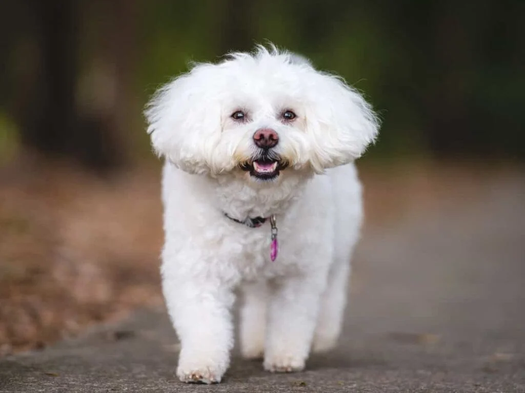 Bichon frisé
