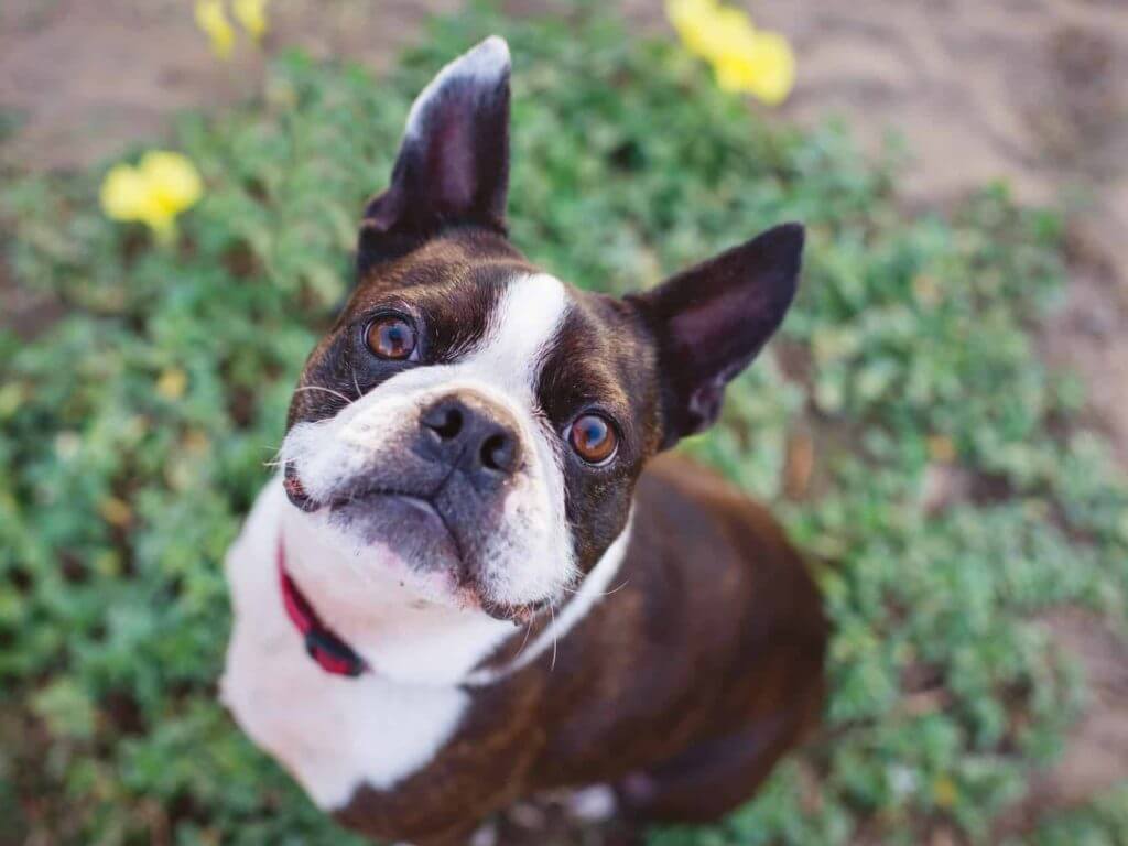 Boston terrier