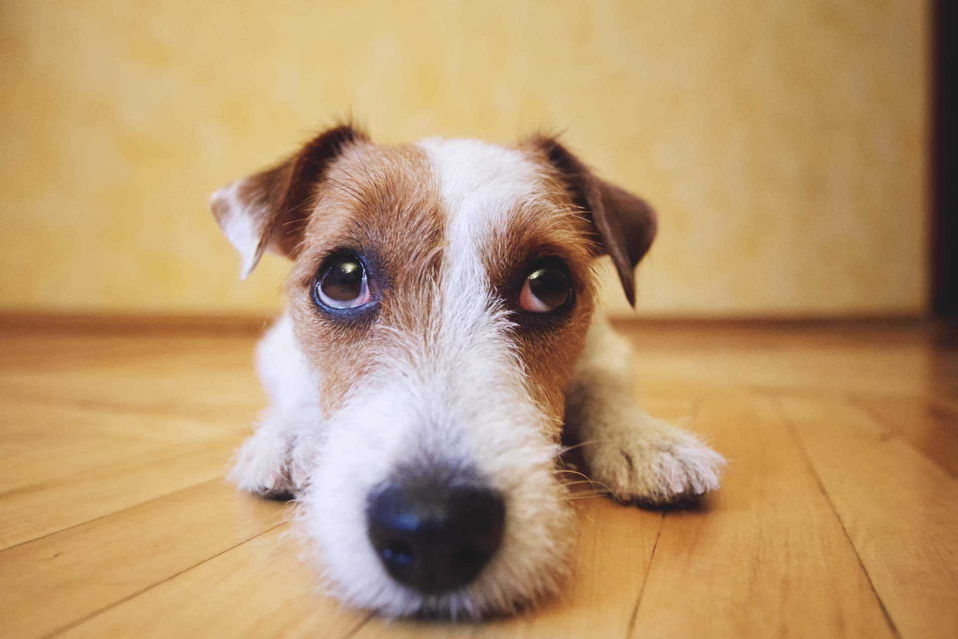 Alergia em cachorro: o que é, sintomas e tratamento