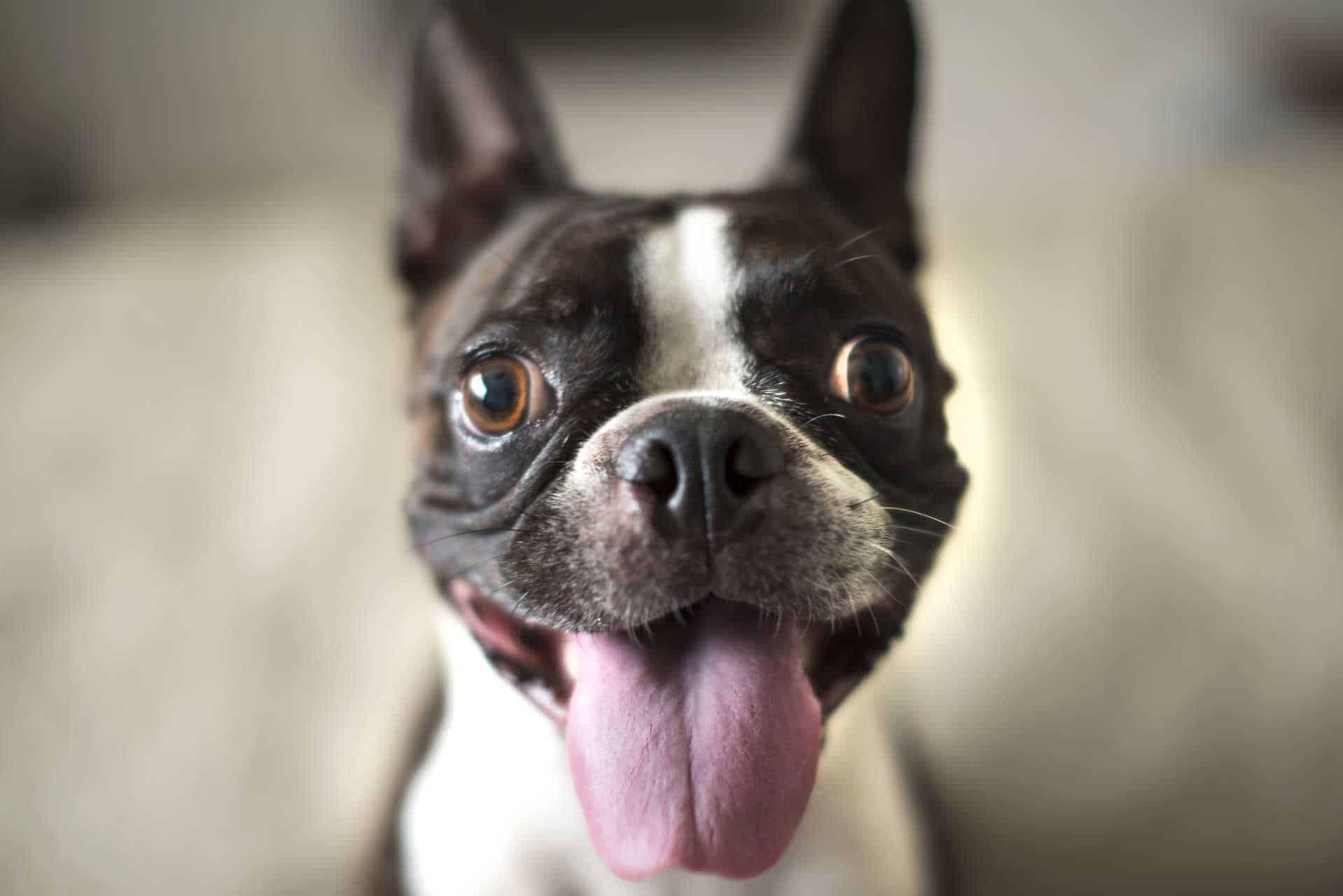Cachorro pode comer chocolate? E o que fazer se comer?