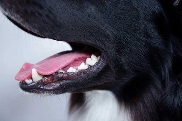 Cachorro com bafo.