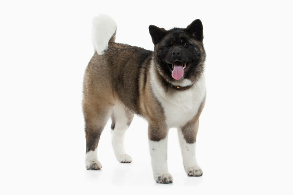 Filhote de Akita Americano