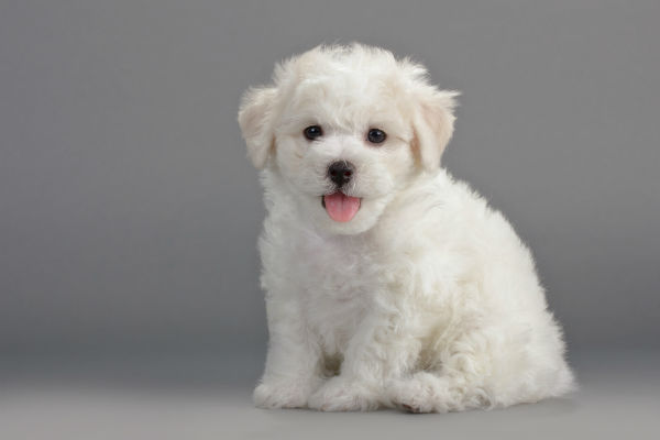 Bichon frisé