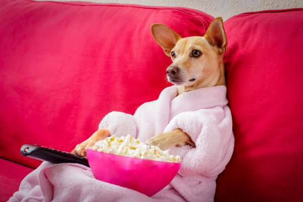 Filmes com cachorros