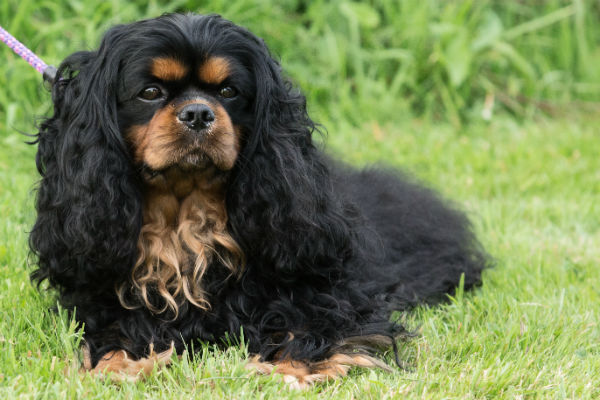 Cavalier King Charles Spaniel na grama