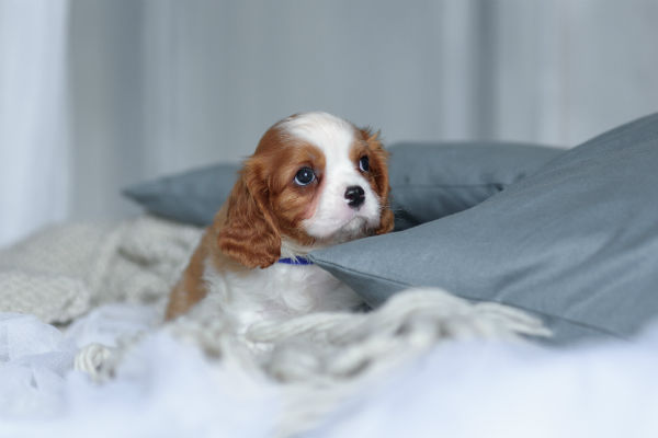 Curiosidades da mídia sobre o Cavalier King Charles Spaniel