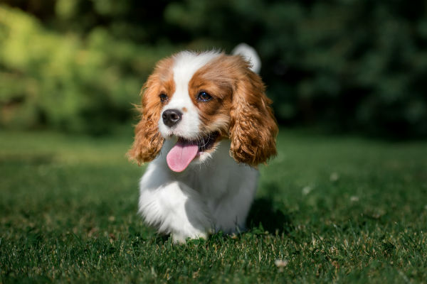 Cavalier king charles spaniel