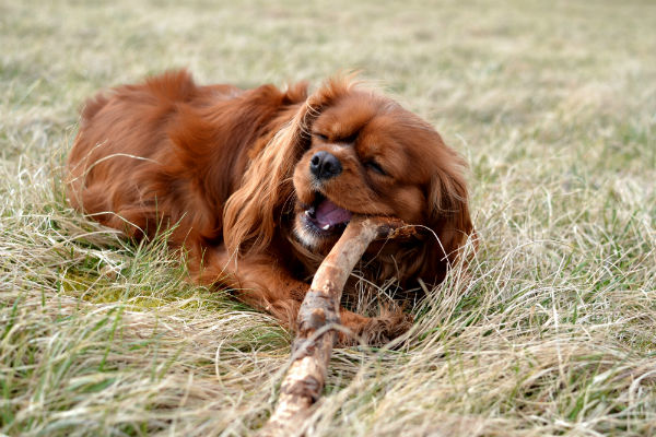 Cavalier King Charles Spaniel mordendo um graveto