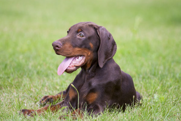 Cachorro Doberman é perigoso?